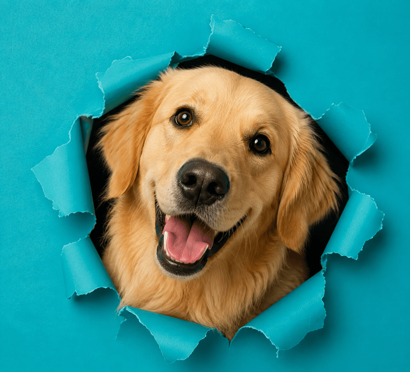 Imagem de     Tudo para Cães